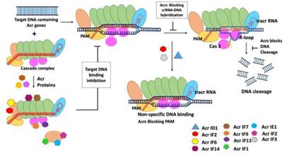 A comprehensive appraisal of mechanism of anti-CRISPR proteins: an advanced genome editor to amend the CRISPR gene editing